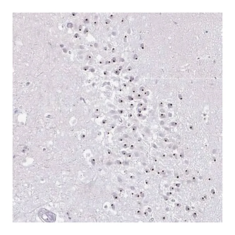 Merck Anti-FAM9A antibody produced in rabbit