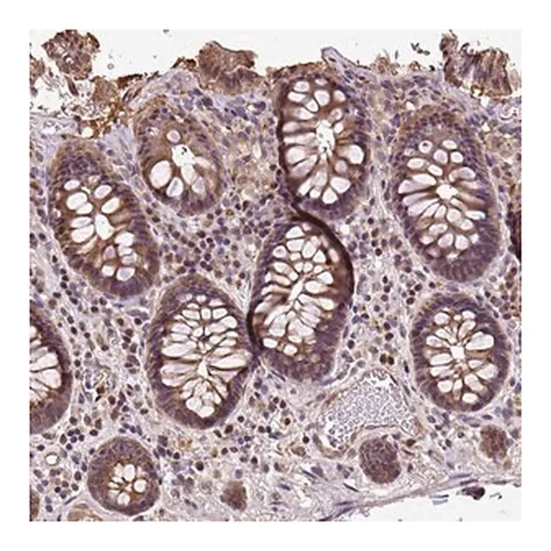 Merck Anti-PUS7L antibody produced in rabbit