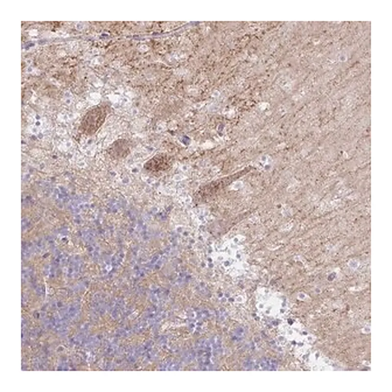 Merck Anti-RASL10A antibody produced in rabbit