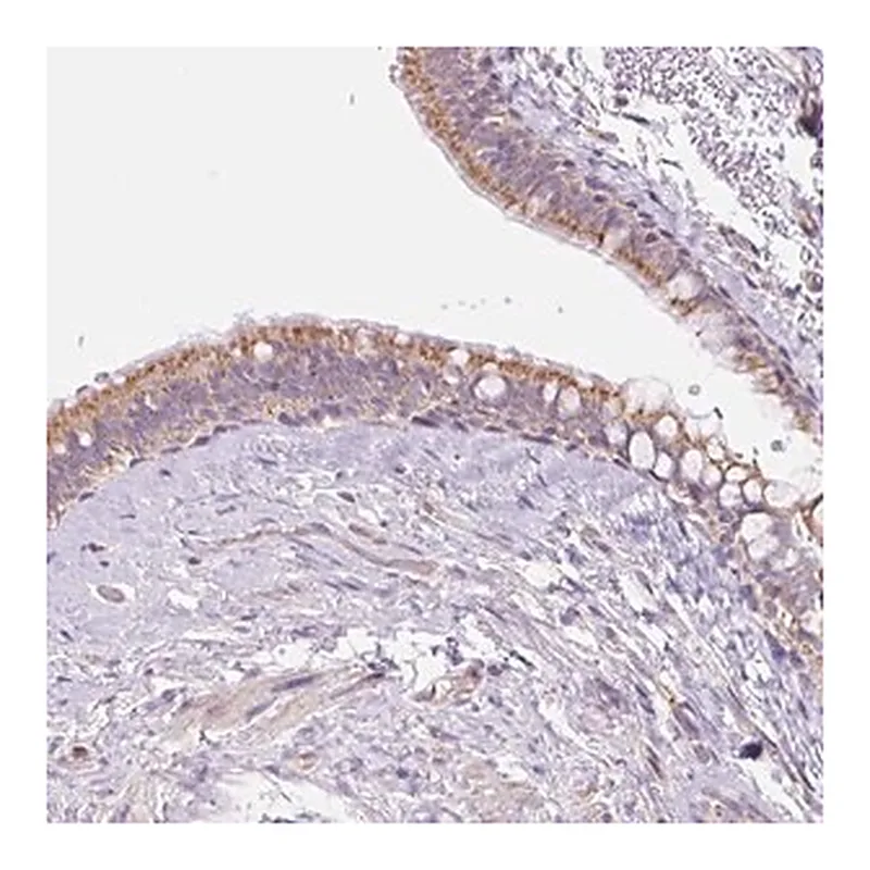 Merck Anti-ESAM antibody produced in rabbit