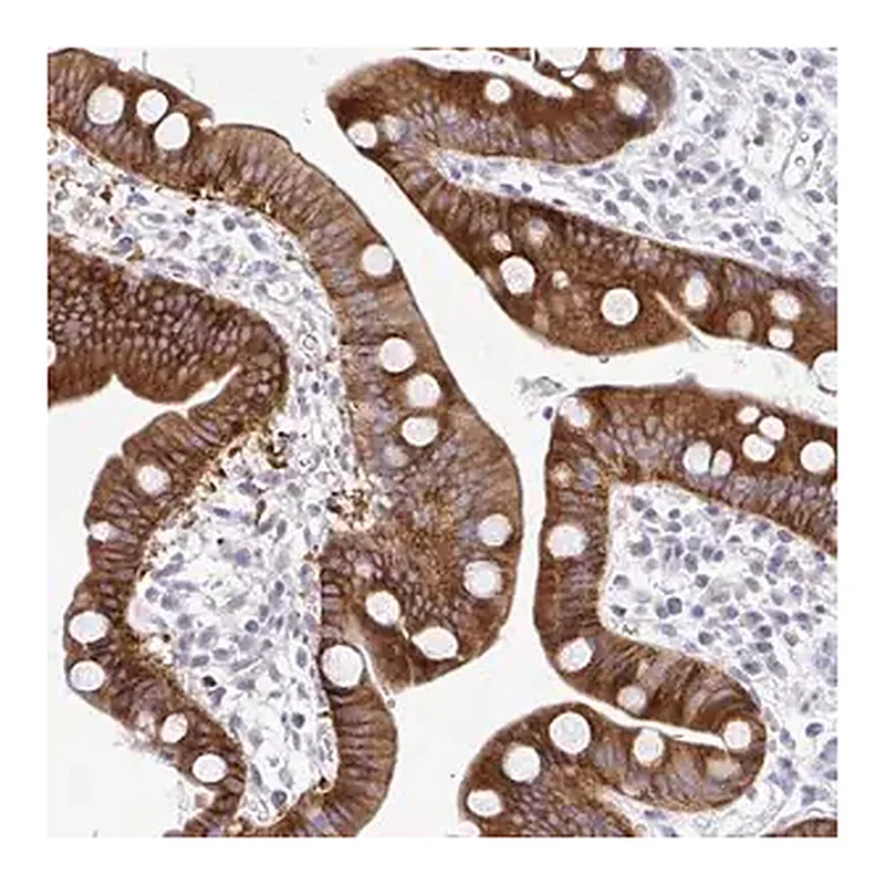 Merck Anti-MED9 antibody produced in rabbit