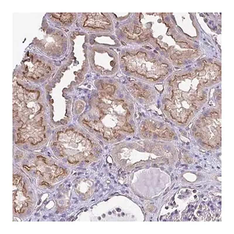 Merck Anti-RPL22L1 antibody produced in rabbit