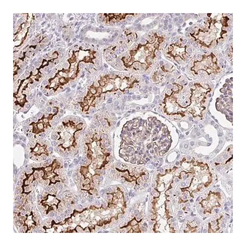 Merck Anti-FGFR1 antibody produced in rabbit