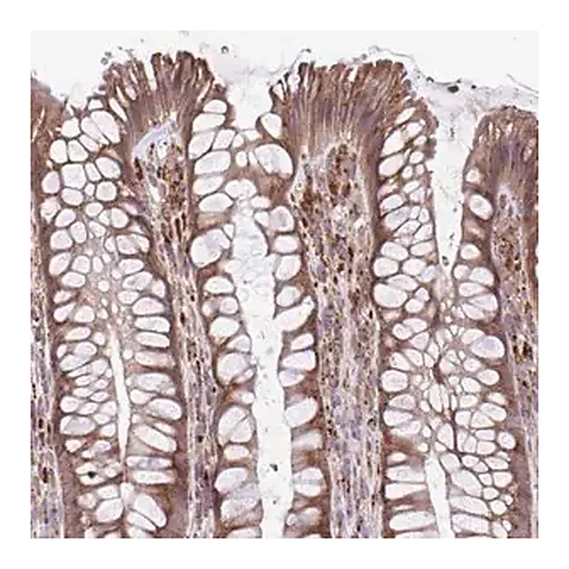 Merck Anti-FAM106A antibody produced in rabbit