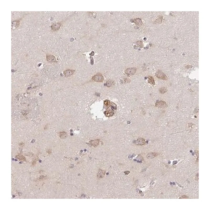 Merck Anti-TMEM229A antibody produced in rabbit