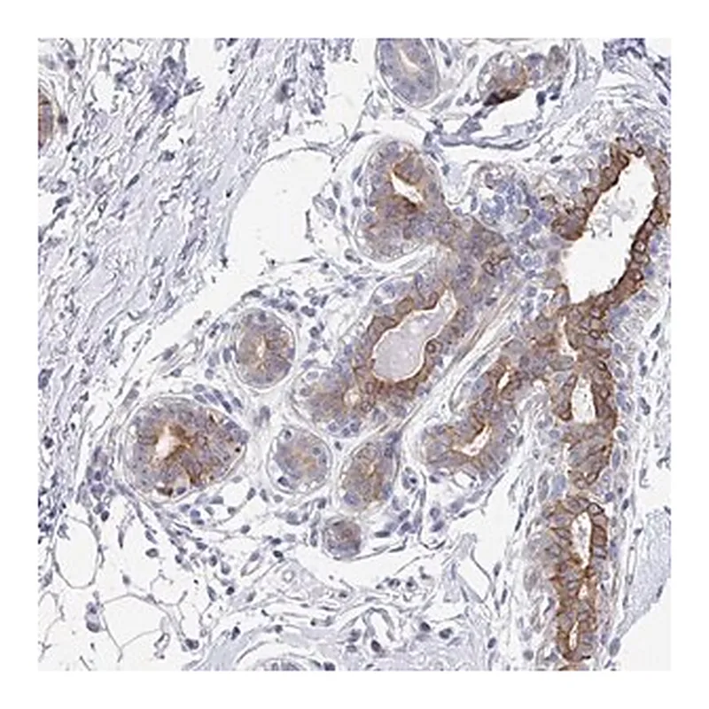Merck Anti-KLHL33 antibody produced in rabbit