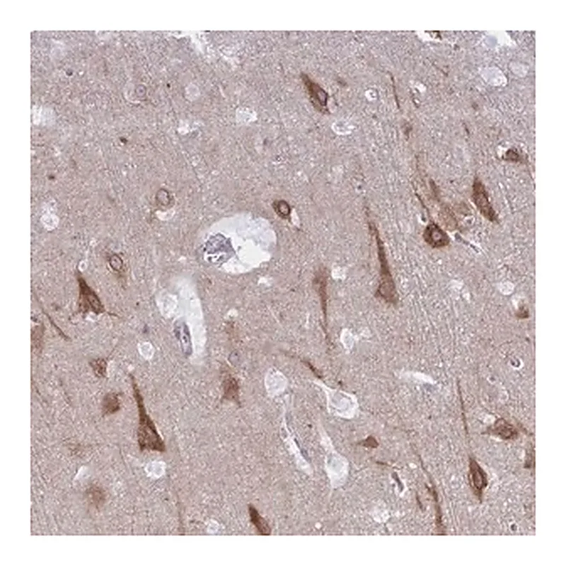 Merck Anti-CAMLG antibody produced in rabbit
