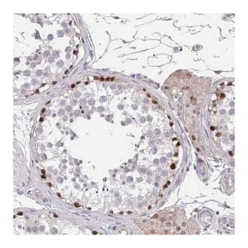 Merck Anti-RHOXF1 antibody produced in rabbit
