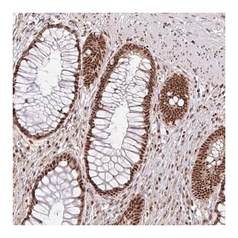 Merck Anti-LKAAEAR1 antibody produced in rabbit