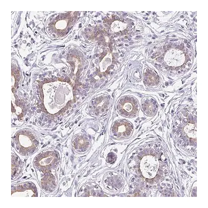 Merck Anti-C1QTNF8 antibody produced in rabbit