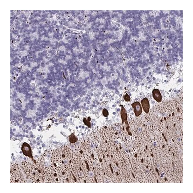 Merck Anti-CDX4 antibody produced in rabbit