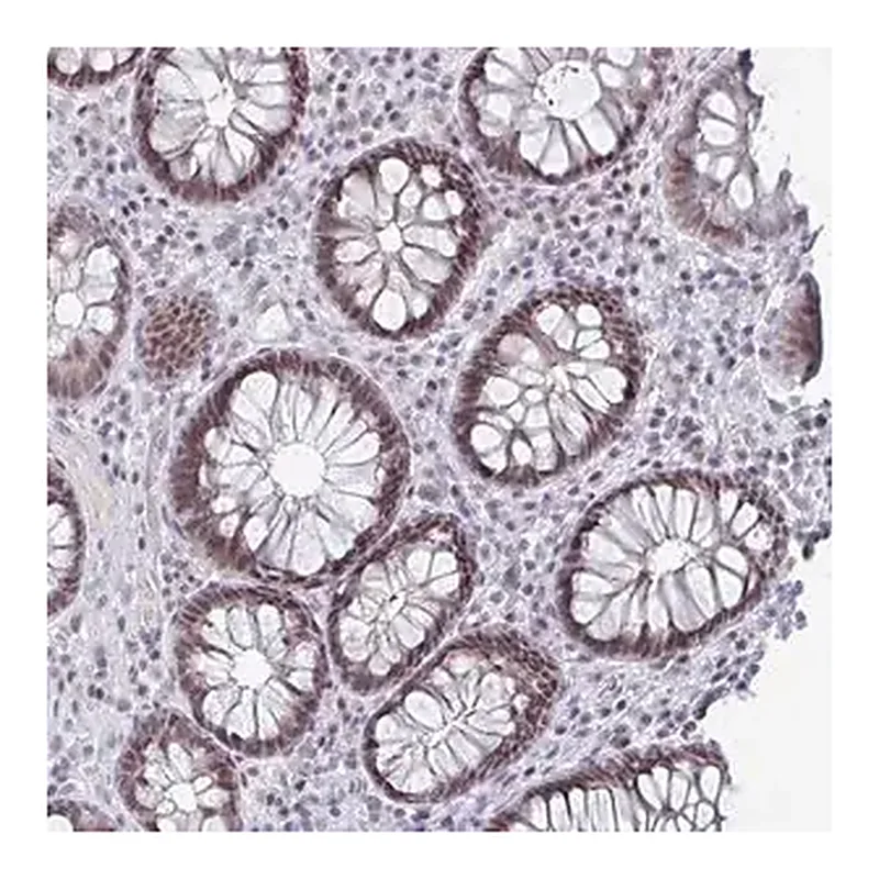 Merck Anti-LIN54 antibody produced in rabbit