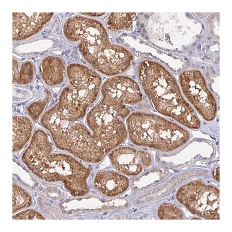 Merck Anti-L3HYPDH antibody produced in rabbit