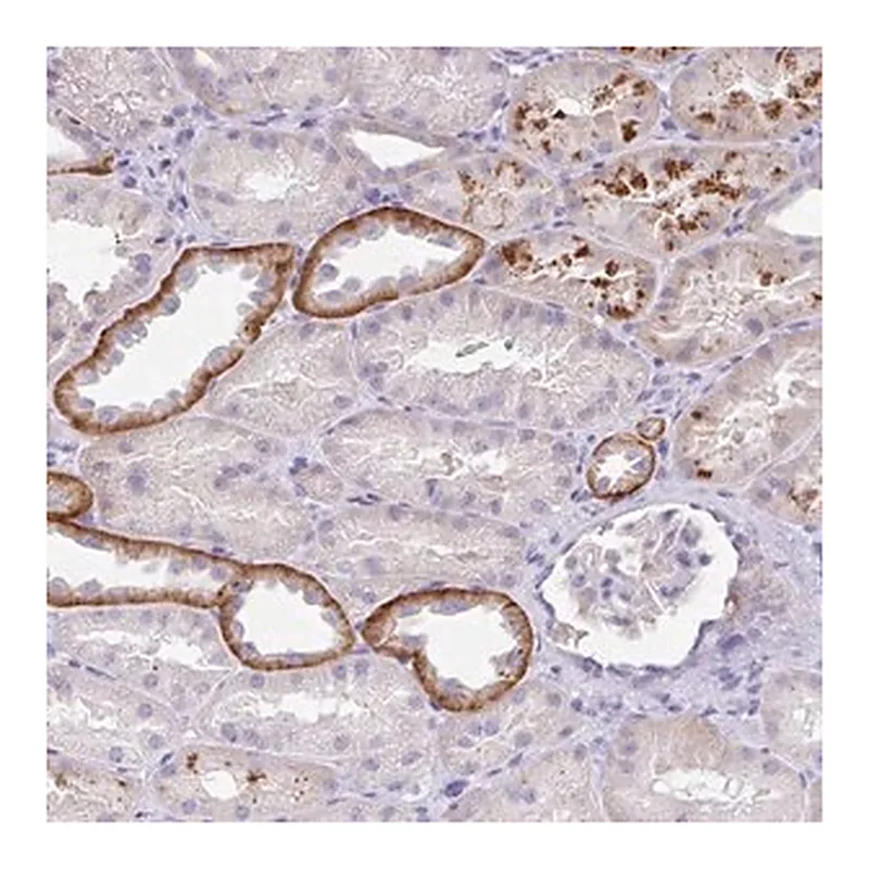 Merck Anti-OR6N2 antibody produced in rabbit
