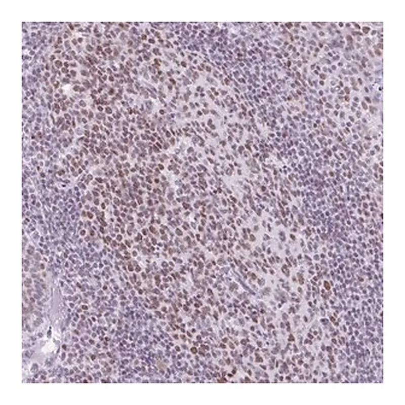 Merck Anti-FAM122A antibody produced in rabbit