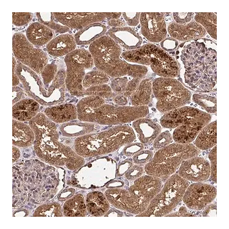 Merck Anti-RDH14 antibody produced in rabbit