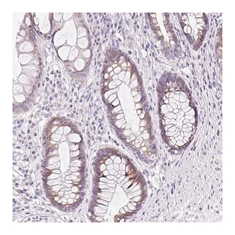 Merck Anti-DTX4 antibody produced in rabbit