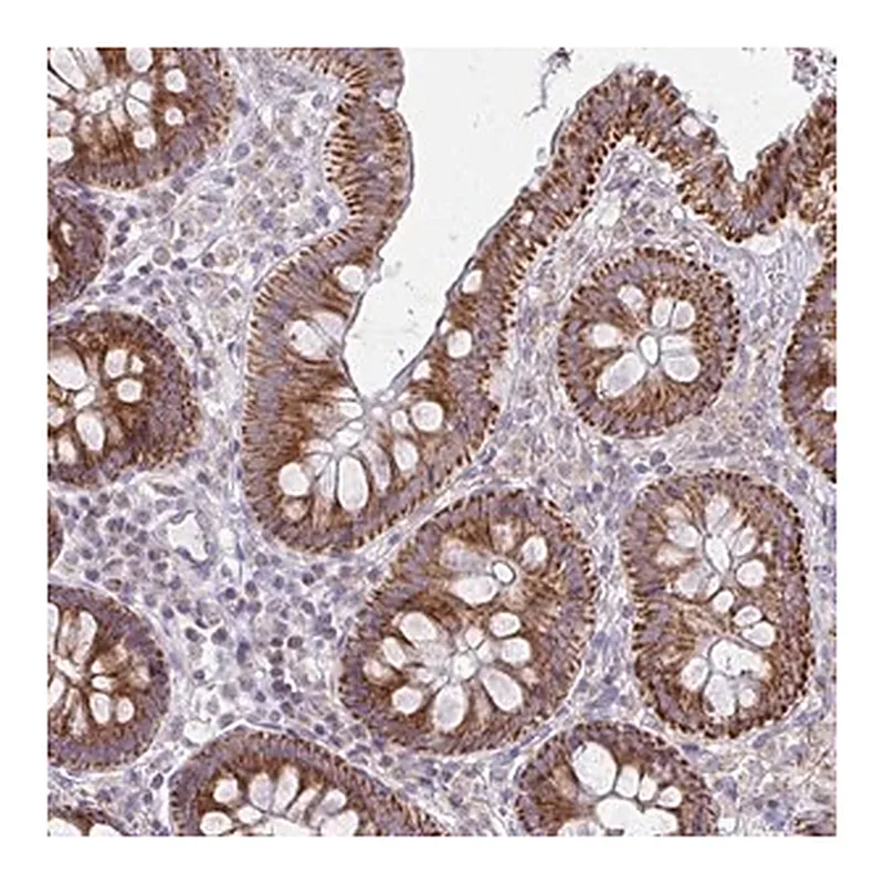 Merck Anti-MRPL19 antibody produced in rabbit
