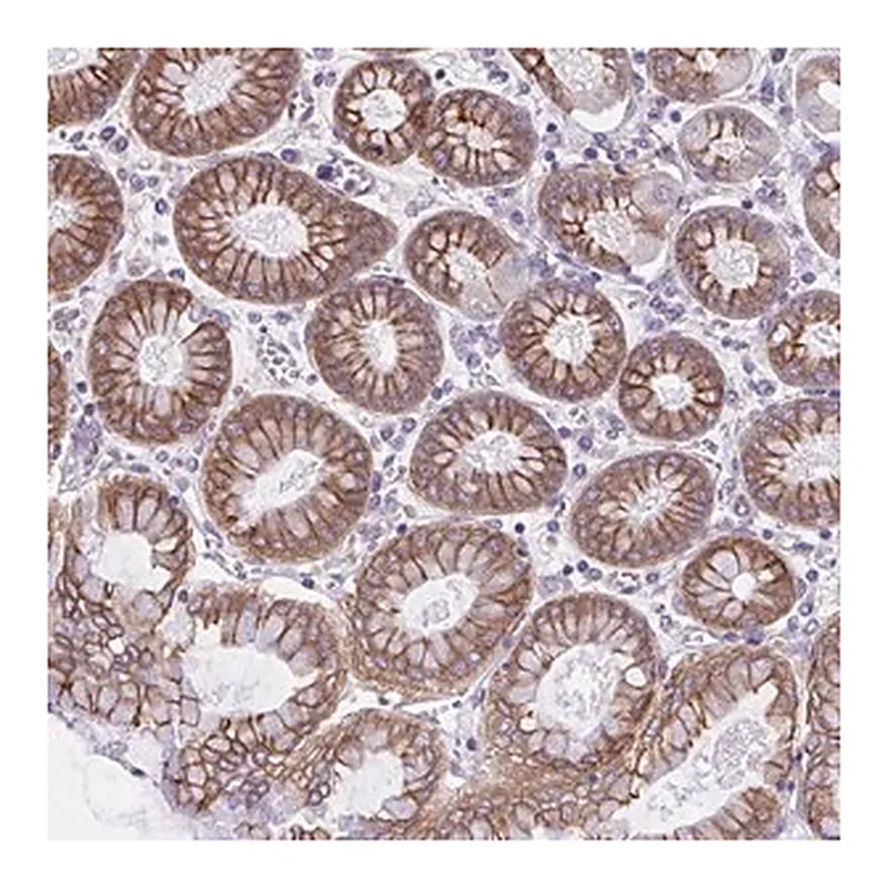 Merck Anti-OR51M1 antibody produced in rabbit