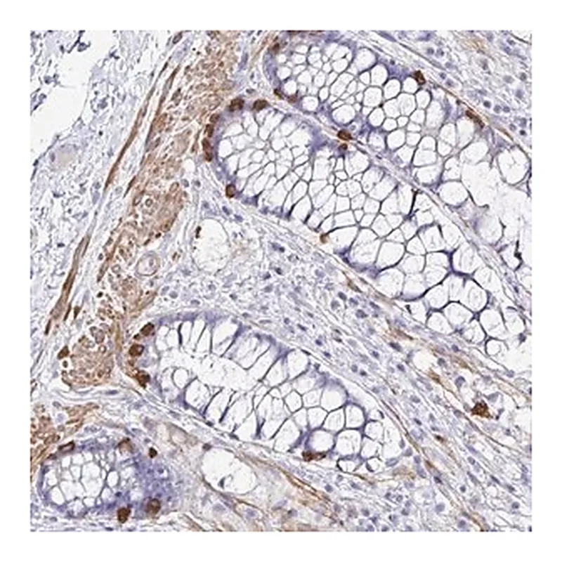 Merck Anti-MED11 antibody produced in rabbit