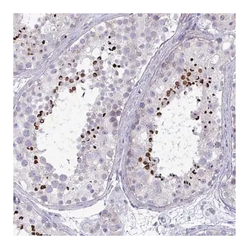 Merck Anti-OXLD1 antibody produced in rabbit