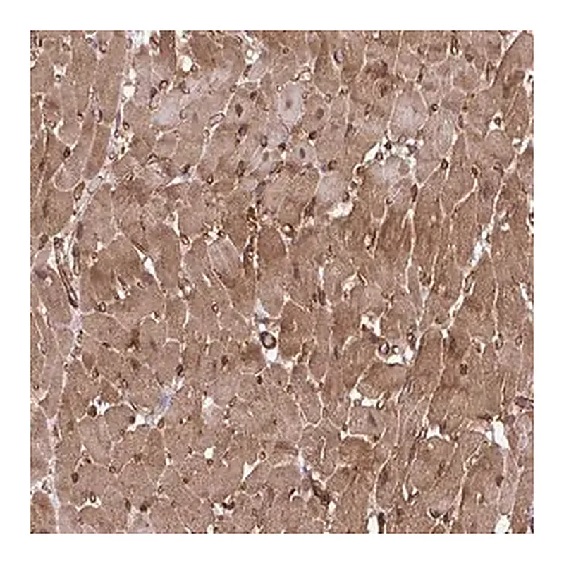 Merck Anti-TRIM52 antibody produced in rabbit
