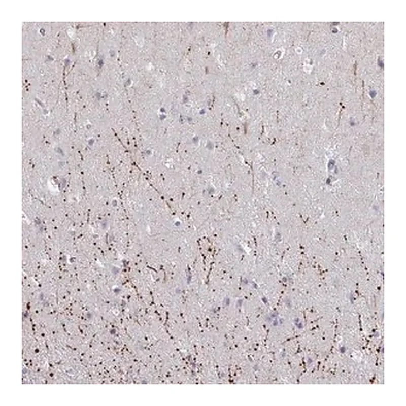 Merck Anti-ARPP19 antibody produced in rabbit