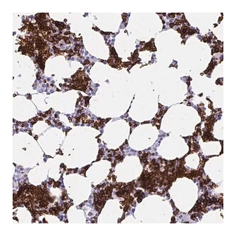 Merck Anti-ANK1 antibody produced in rabbit