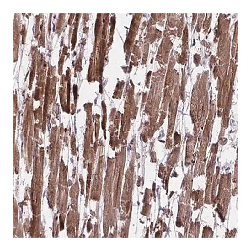 Merck Anti-PDK4 antibody produced in rabbit