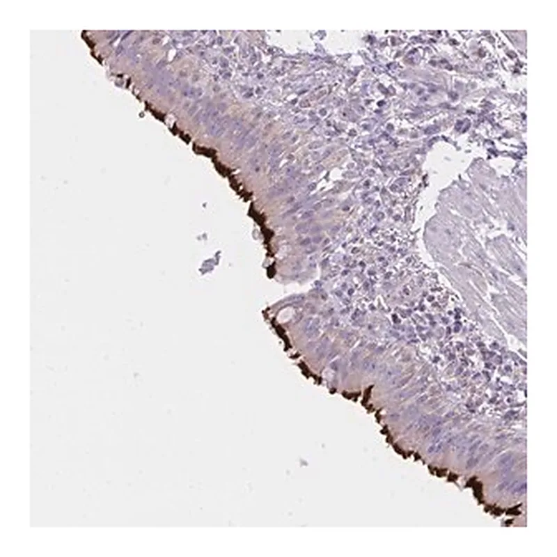 Merck Anti-CCDC142 antibody produced in rabbit