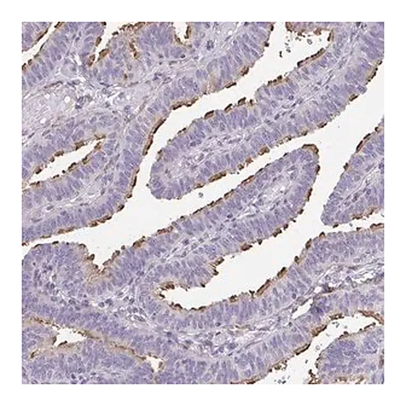 Merck Anti-RUNDC3B antibody produced in rabbit