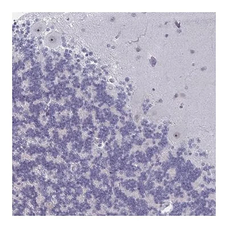 Merck Anti-NR1H2 antibody produced in rabbit