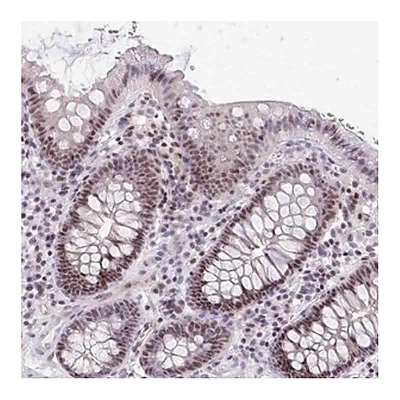 Merck Anti-PLPPR3 antibody produced in rabbit