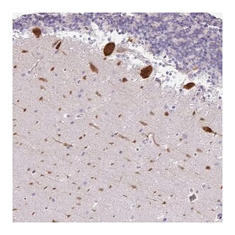 Merck Anti-EEF1A1 antibody produced in rabbit