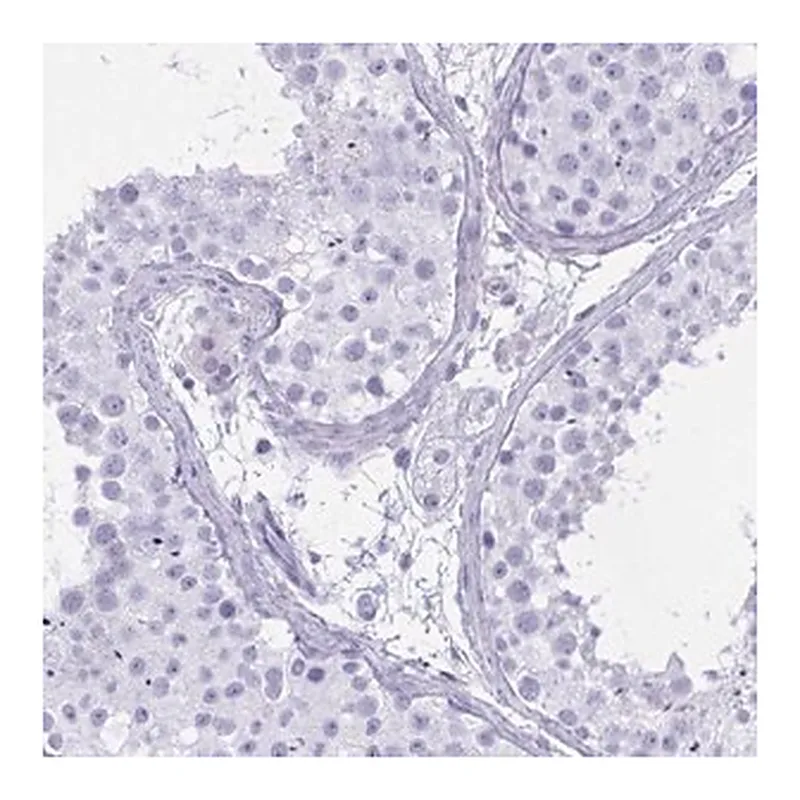 Merck Anti-OXLD1 antibody produced in rabbit