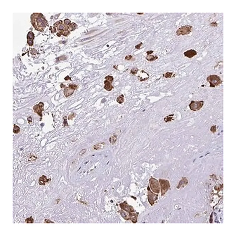 Merck Anti-PIGK antibody produced in rabbit