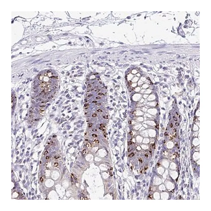 Merck Anti-NLRP8 antibody produced in rabbit