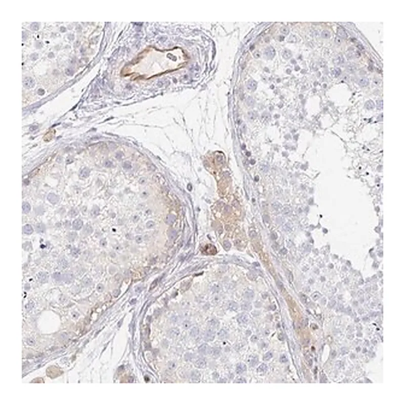 Merck Anti-TSPAN19 antibody produced in rabbit