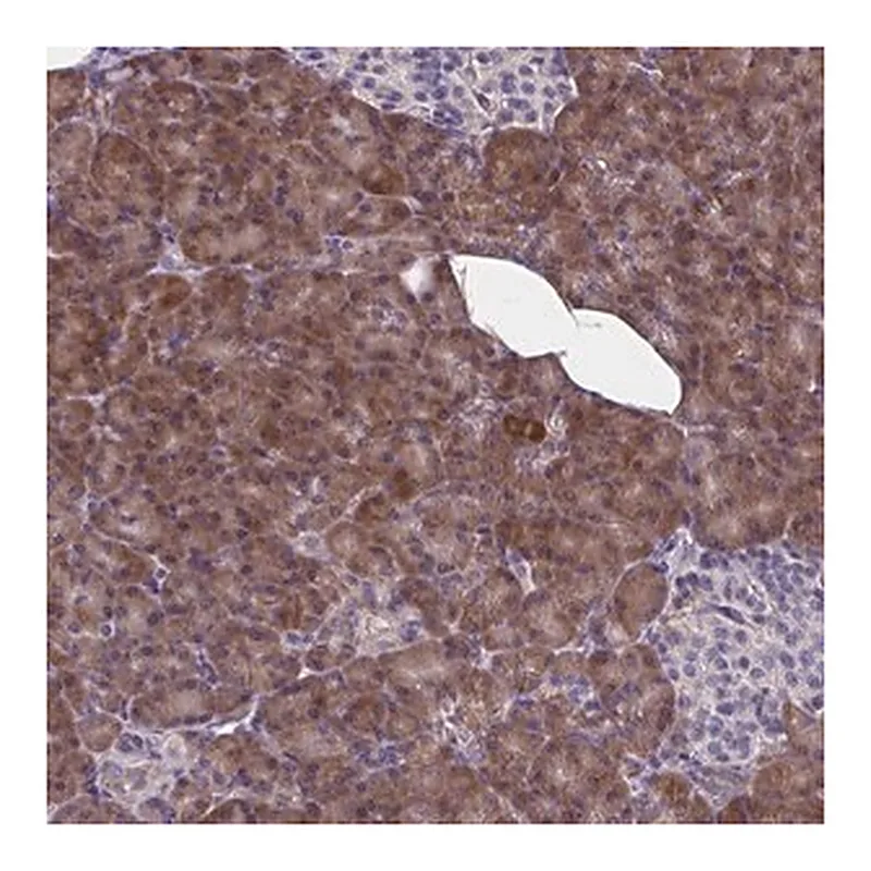 Merck Anti-WBP1 antibody produced in rabbit