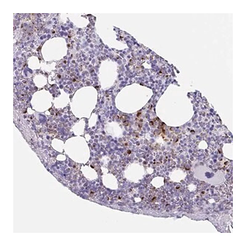 Merck Anti-TAS2R41 antibody produced in rabbit