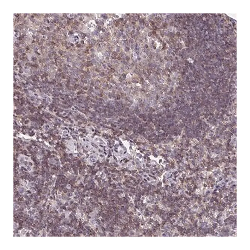 Merck Anti-AP5M1 antibody produced in rabbit