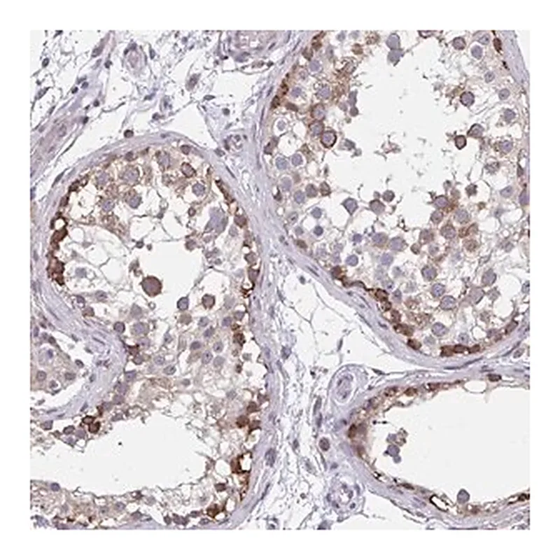 Merck Anti-ZNF778 antibody produced in rabbit