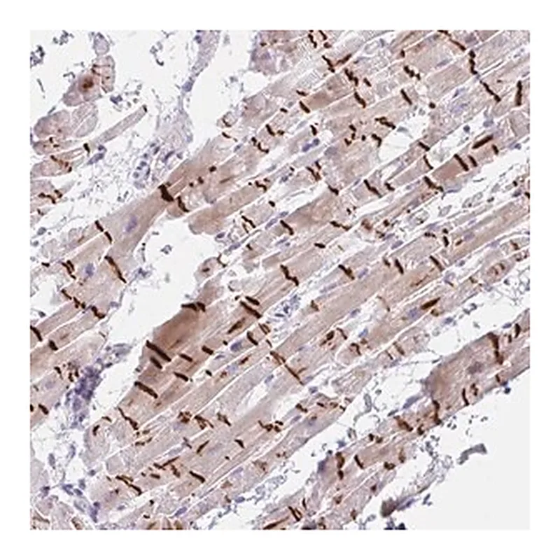 Merck Anti-TMEM86A antibody produced in rabbit