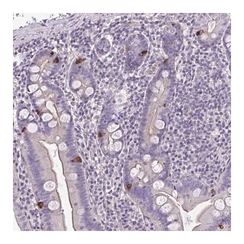 Merck Anti-RUNDC3B antibody produced in rabbit