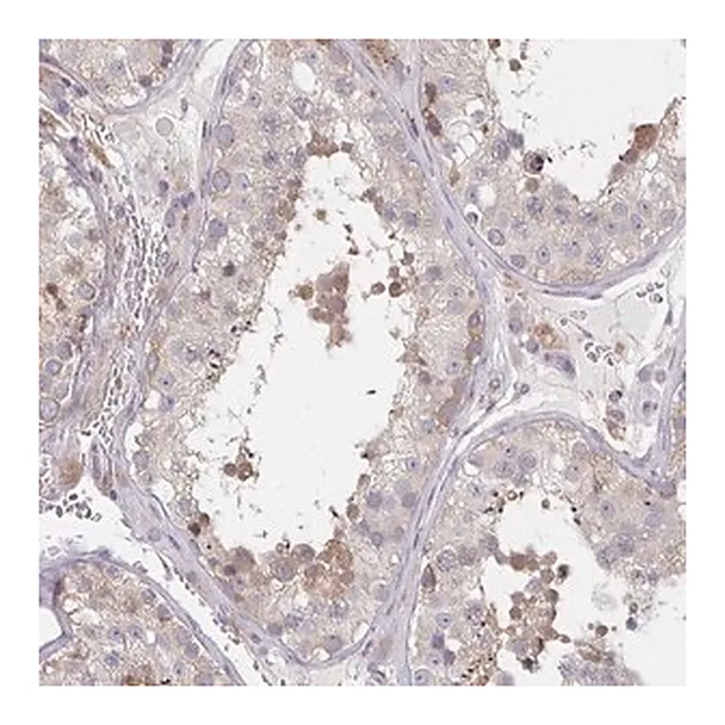 Merck Anti-PSMG1 antibody produced in rabbit