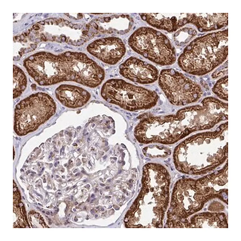 Merck Anti-SARDH antibody produced in rabbit