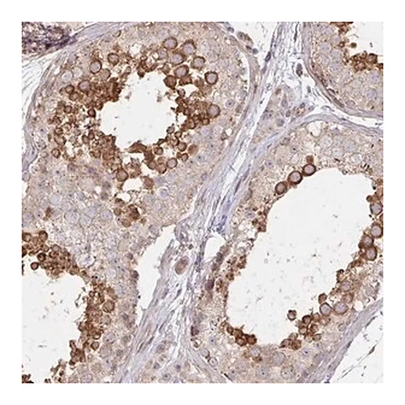 Merck Anti-AGTPBP1 antibody produced in rabbit