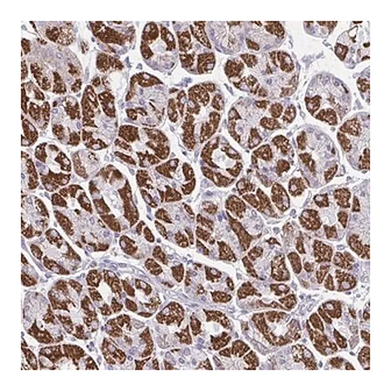 Merck Anti-OR13A1 antibody produced in rabbit