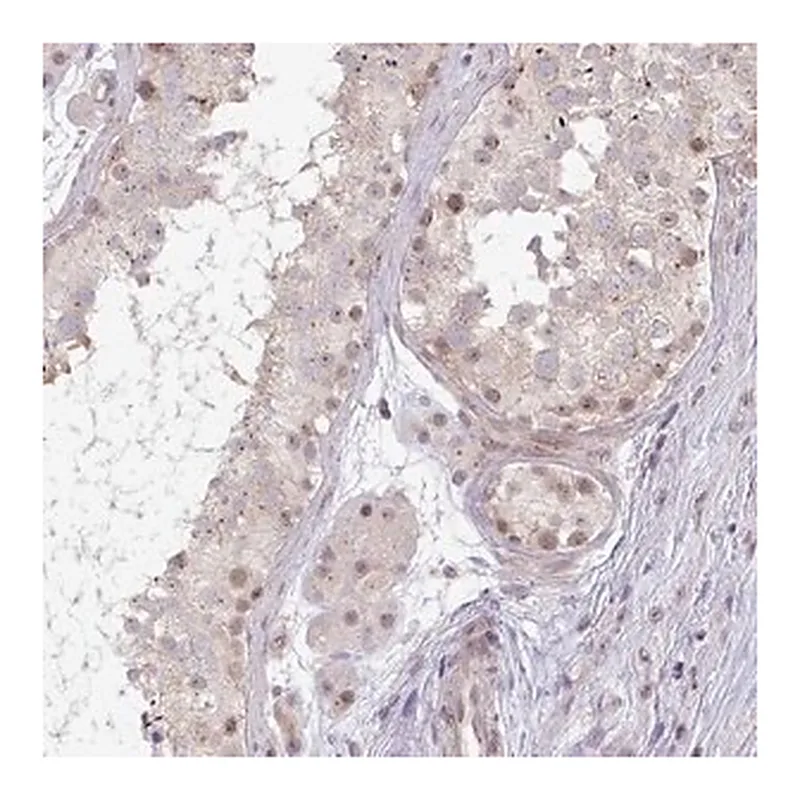 Merck Anti-DZIP1 antibody produced in rabbit