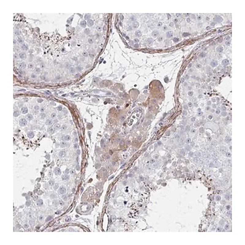 Merck Anti-FBXL13 antibody produced in rabbit